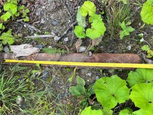 [OTHER] Trukkipiikit